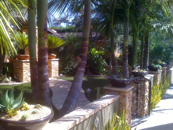 Palm garden and stone boundary wall