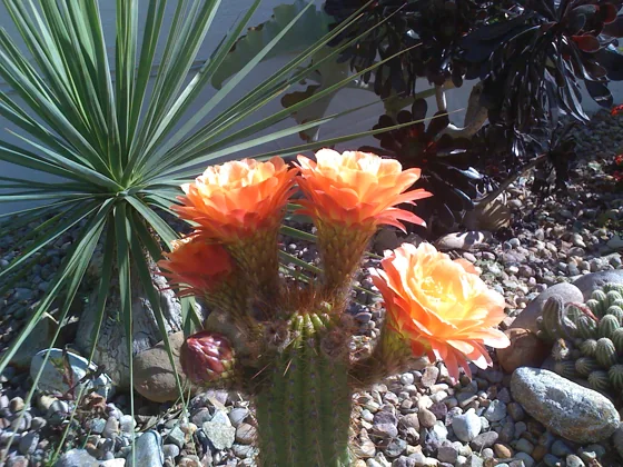 Flowering cactus and succulent planting